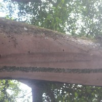 Hymenaea verrucosa Gaertn.